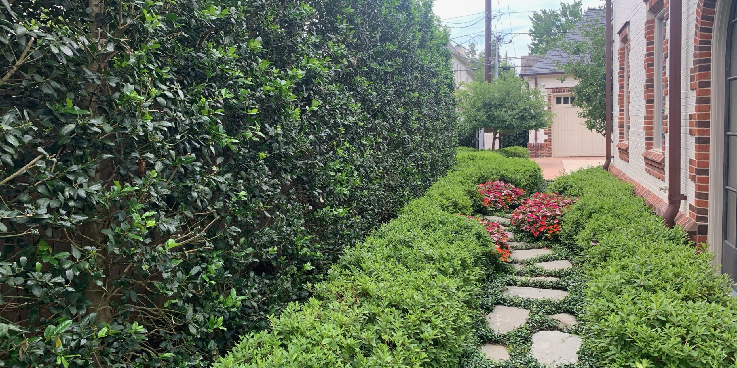 Japenese Yew Privacy Wall