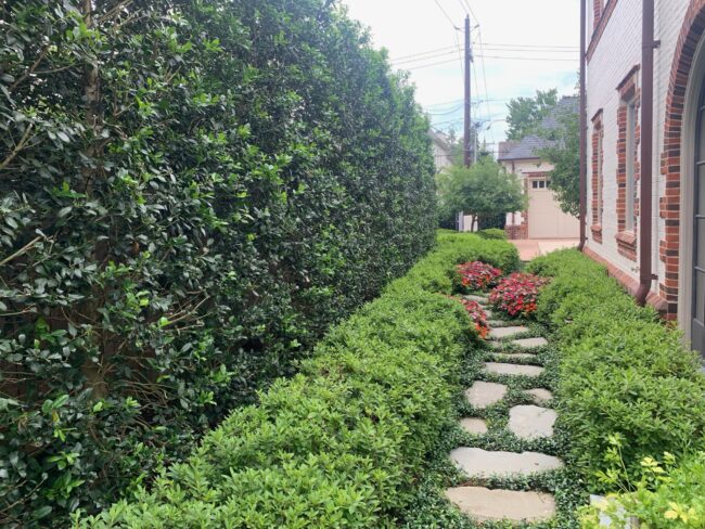 Japenese Yew Privacy Wall