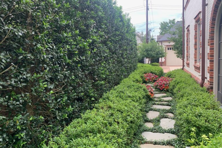 Japenese Yew Privacy Wall