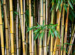 Natural Bamboo Privacy Wall