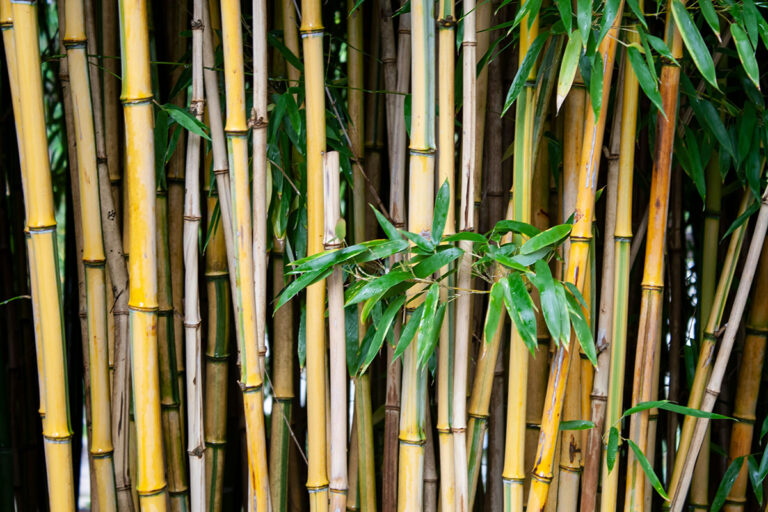 Natural Bamboo Privacy Wall
