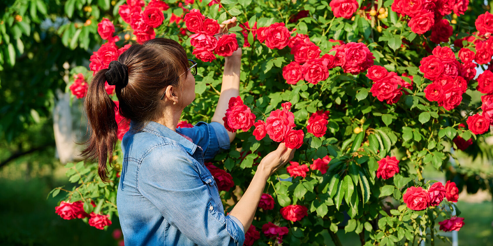 Woman enjoying a blooming rose bush in her backyard Rose bush maintenance