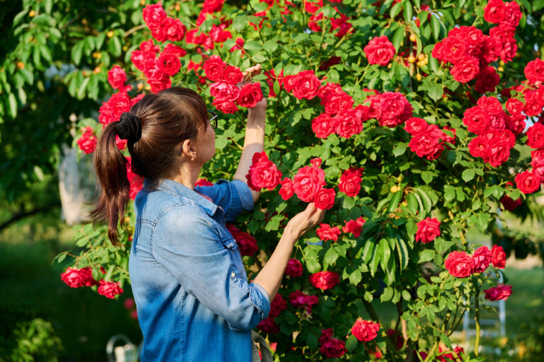 Rose bush maintenance