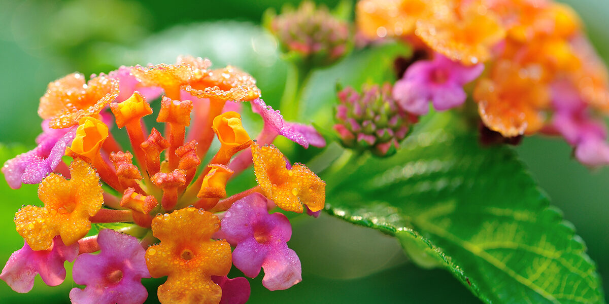 Houston Native Plants