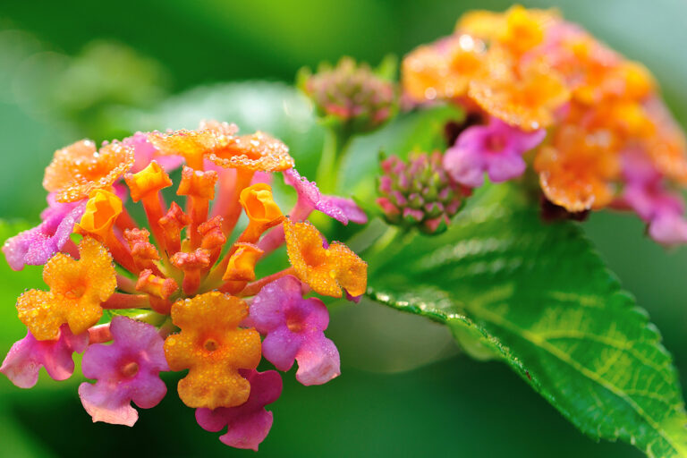 Houston Native Plants